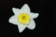 White narcissus isolated on black