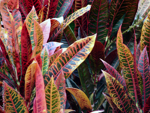 Photo: Tropical plants Tropical plants