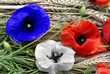 coquelicots en bleu, blanc, rouge