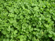 clovers