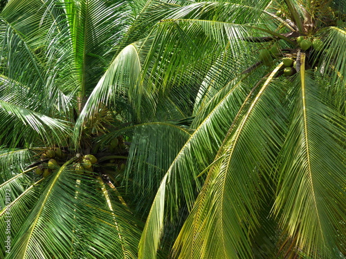 coconut trees in kerala, india coconut trees in kerala, india