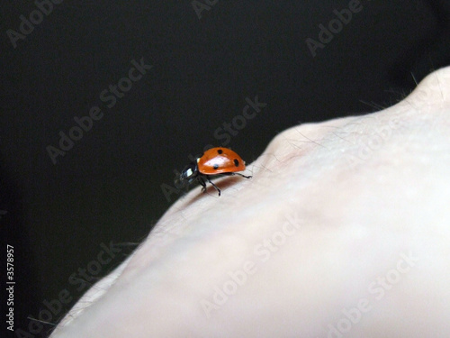 coccinella