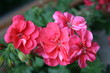 Fleur rose 01