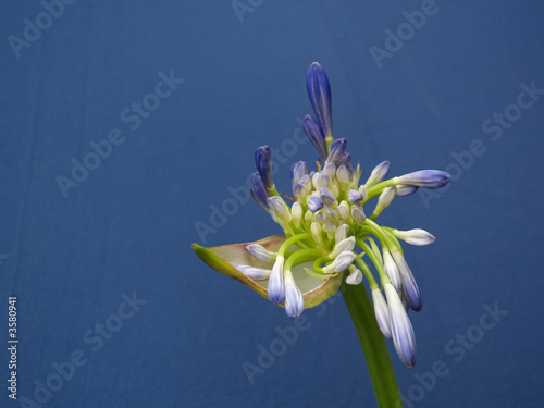 Schmucklilien-Knospe
