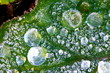 Frozen dew crystals Frozen dew crystals