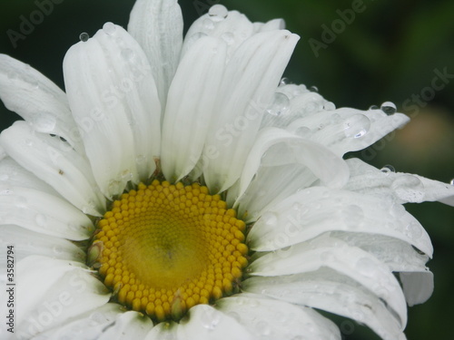 Daisy with Raindrops