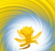 Yellow flower on abstract background