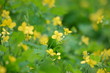 Yellow Weeds in alley 7