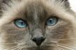 Yeux de birman Yeux de birman