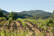 Vignobles
