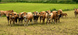 vaches aubrac vaches aubrac