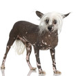 chinese crested dog Hairless dog in front of a white background