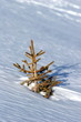 naissance du sapin