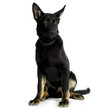 juvenile german shepherd in front of white background