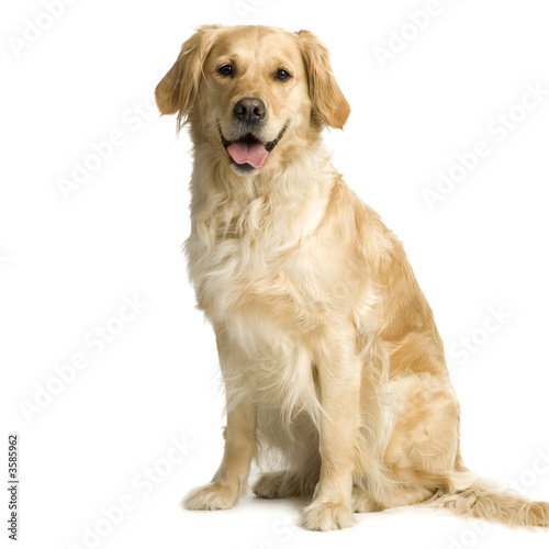Labrador Retriever Cream In Front Of White Background