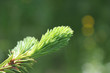 fir bough