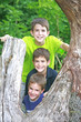 Boys in a Tree