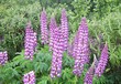 lupins