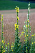 Kornblumen