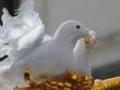 Wedding decorations with two doves and gold rings 1 Wedding decorations with two doves and gold rings 1