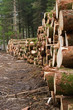 Felled pine trees Felled pine trees