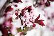 flowers of almond in snow