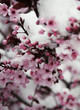 flowers of almond in snow