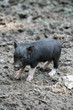 Ferkel