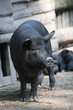 Hängebauchschwein