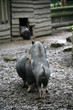 Schweinerei
