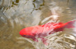 An Orange Goldfish