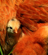 Aracauna Chick 2