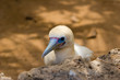Blue Bill
