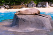 Sea Lion taking a sun bath on a rock