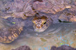 Hawaiian green sea turtle