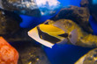 Humuhumunukunukuapua'a