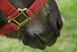 Donkey Snout