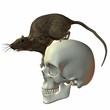 Ratte auf Schädel