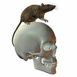 Ratte auf Schädel