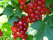 rote johannisbeeren