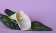 calla lily