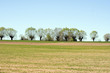 willows