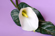 calla lily