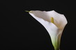 calla lily