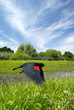 Red Wing Blackbird in Flight over Summer Pond