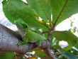 Green Gecko Green Gecko