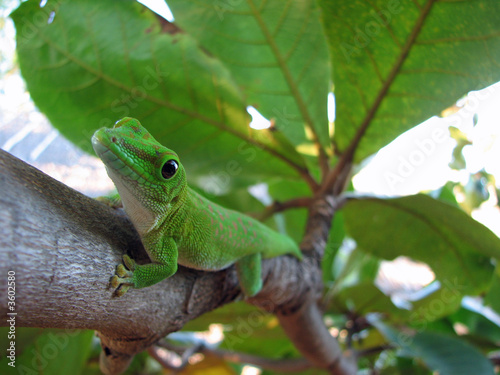 Green Gecko Green Gecko