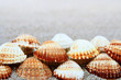 Shell