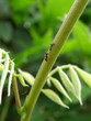Ant