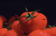 Frische Tomaten